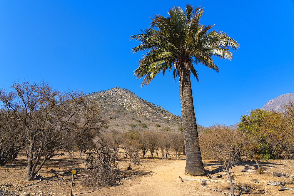 Native Chilean wine palm tree against mountain covered with palm trees, Sector Palmas de Ocoa, La Campana National Park, Cordillera De La Costa, Quillota Province, Valparaiso Region, Chile, South America