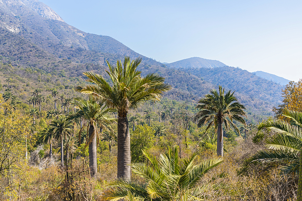 Chilean palm tree against Cerro La Campana at Sector Palmas de Ocoa, La Campana National Park, Cordillera De La Costa, Quillota Province, Valparaiso Region, Chile, South America