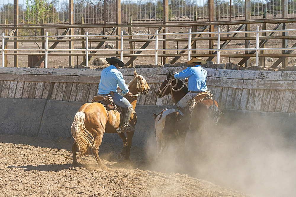 Chilean cowboys (huaso) training rodeo at stadium, Colina, Chacabuco Province, Santiago Metropolitan Region, Chile, South America