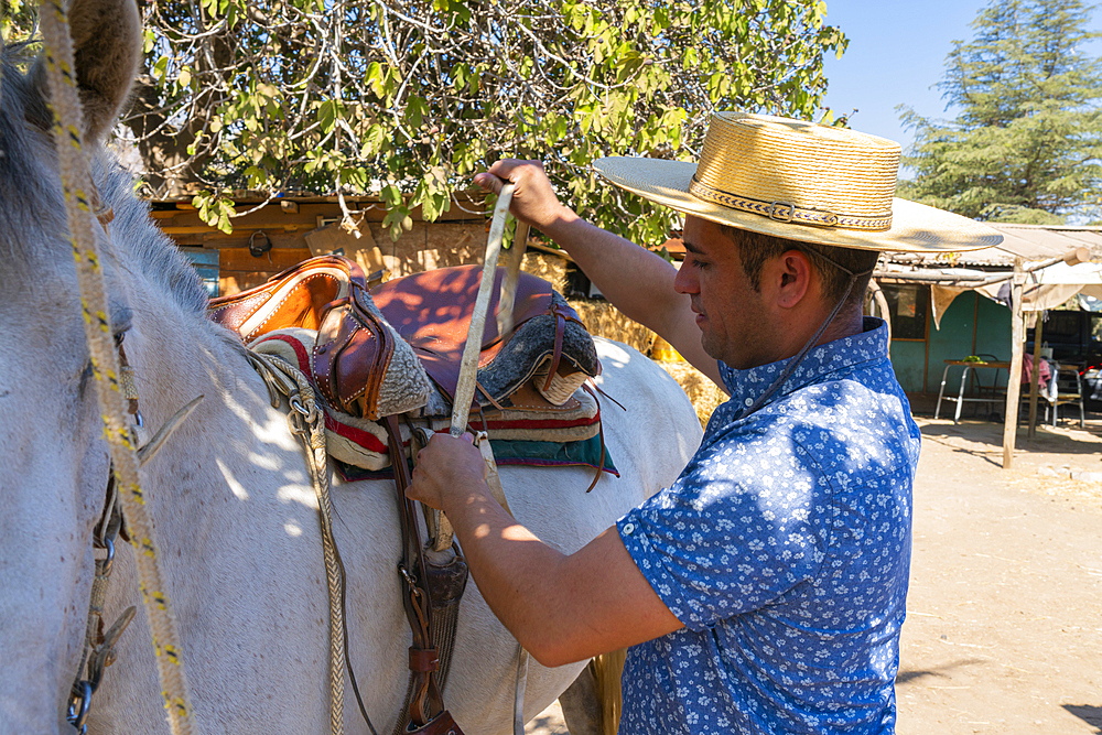 Young Chilean horseman (huaso) preparing white horse at ranch, Colina, Chacabuco Province, Santiago Metropolitan Region, Chile, South America