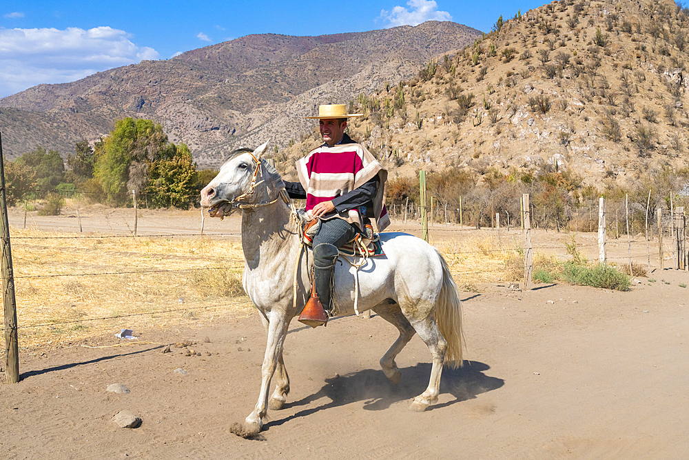 Huaso riding horse at ranch on sunny day, Colina, Chacabuco Province, Santiago Metropolitan Region, Chile, South America