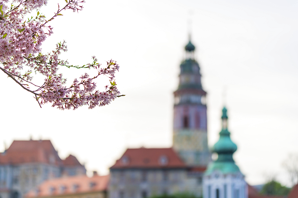 Branch with pink blooms in spring with towers of St. Jost Church and Church of St. Vitus in background, UNESCO World Heritage Site, Cesky Krumlov, Czech Republic (Czechia), Europe