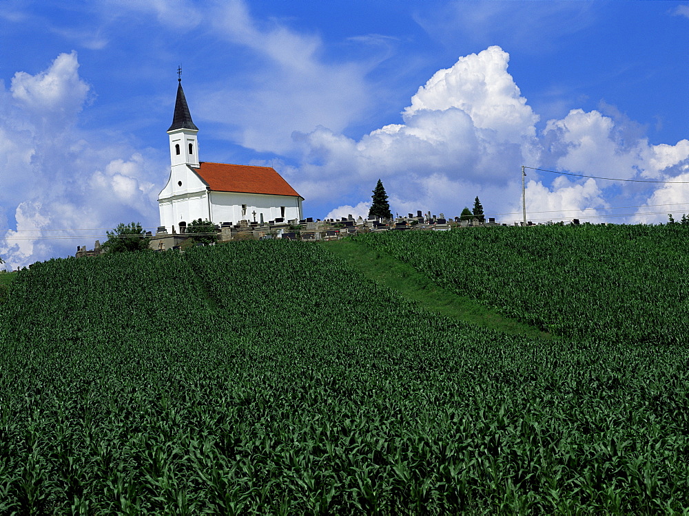 Hillside church above cornfield, Zadar region, Croatia, Europe