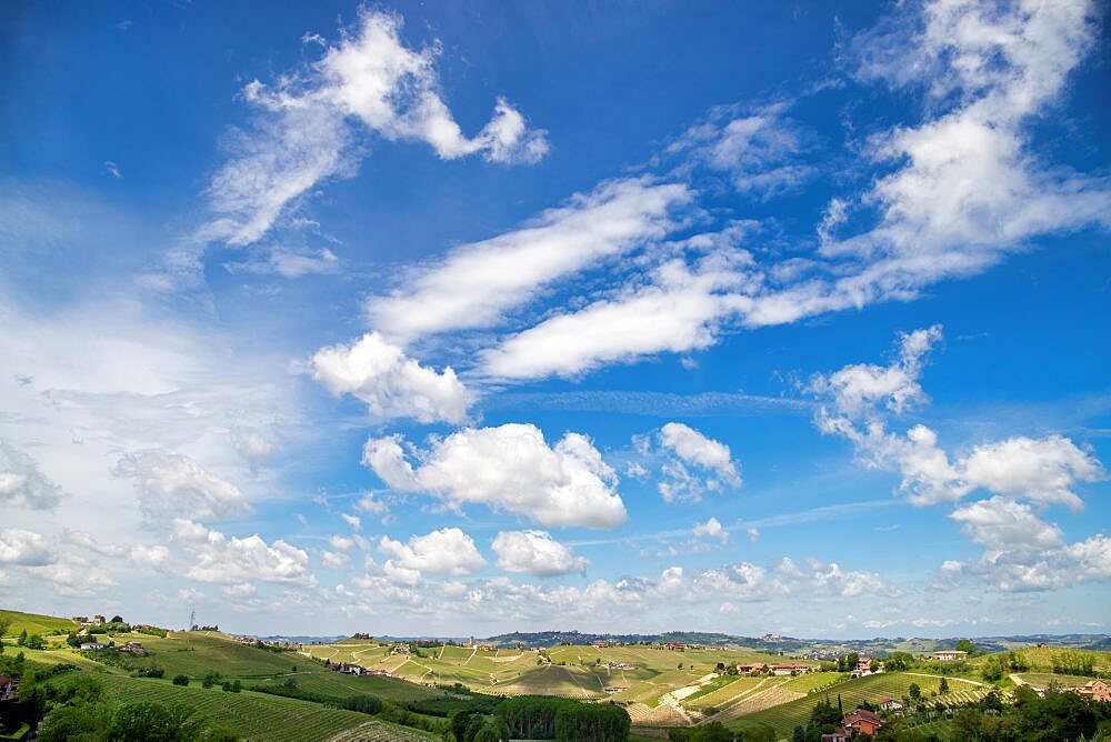 Vineyards among hills, Langhe, Piedmont, Neive, Italy