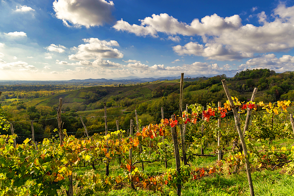 Hills and vineyards around the town of Gattinara, Vercelli district, Piedmont, Italy, Europe