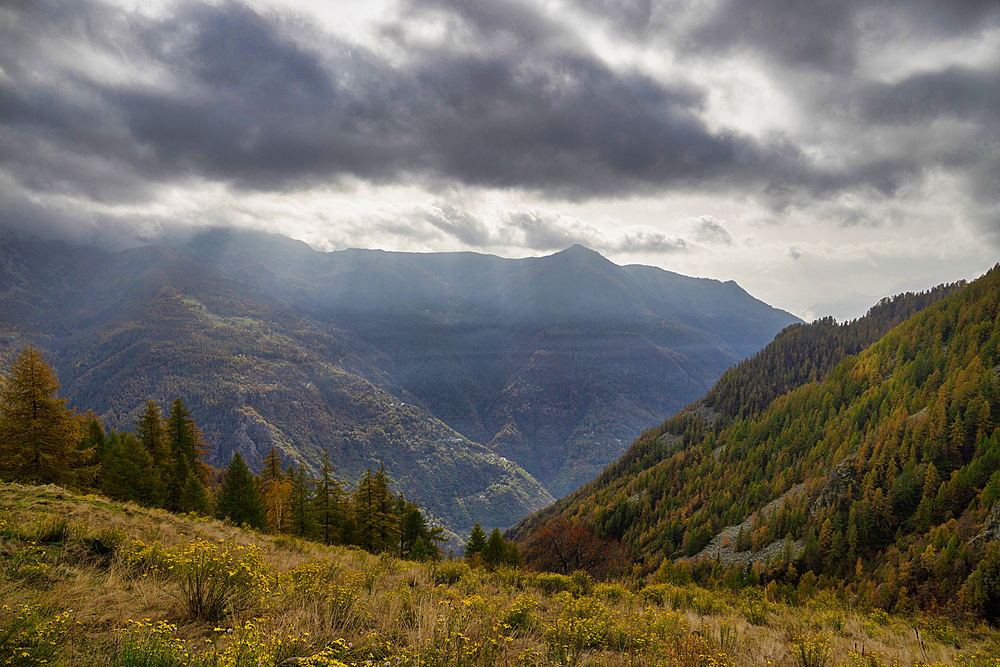 Mountain pastures and coniferous forests under a cloudy sky, Lys Valley, Gressoney, Aosta Valley, Italy, Europe