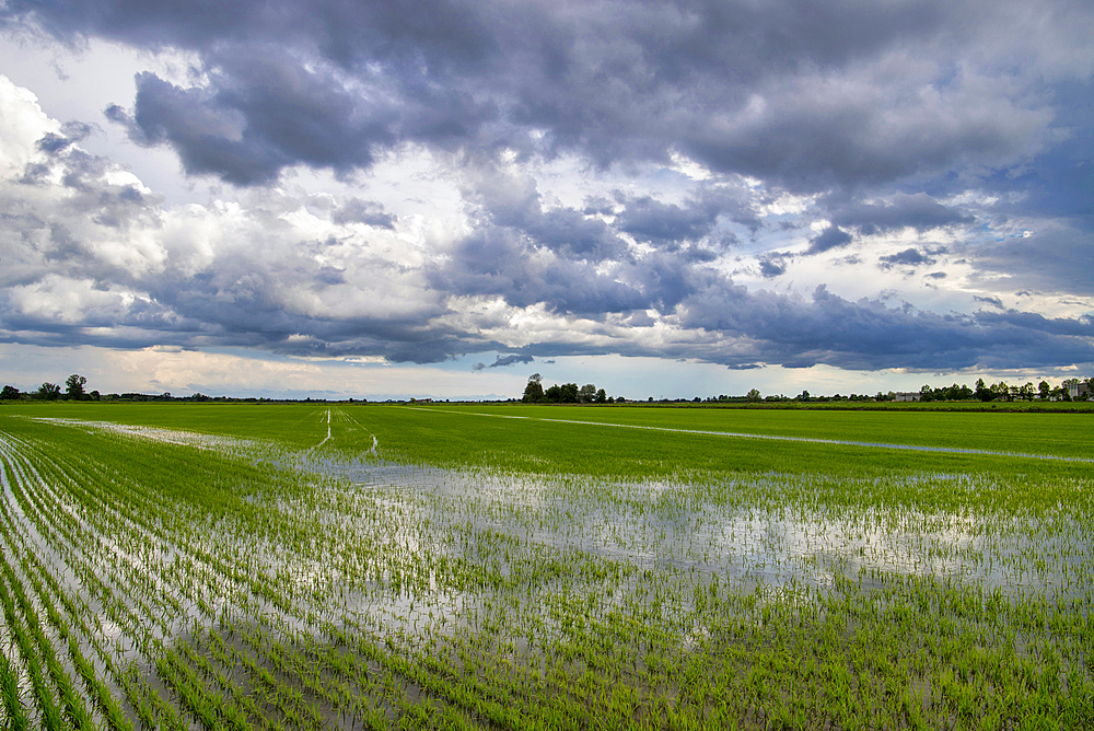 Fields and rice fields on a summer day, under a stormy sky, Novara, Po Valley, Piedmont, Italy, Europe