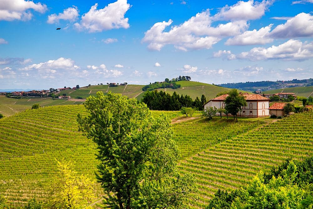 Vineyards among hills, Langhe, Piedmont, Neive, Italy