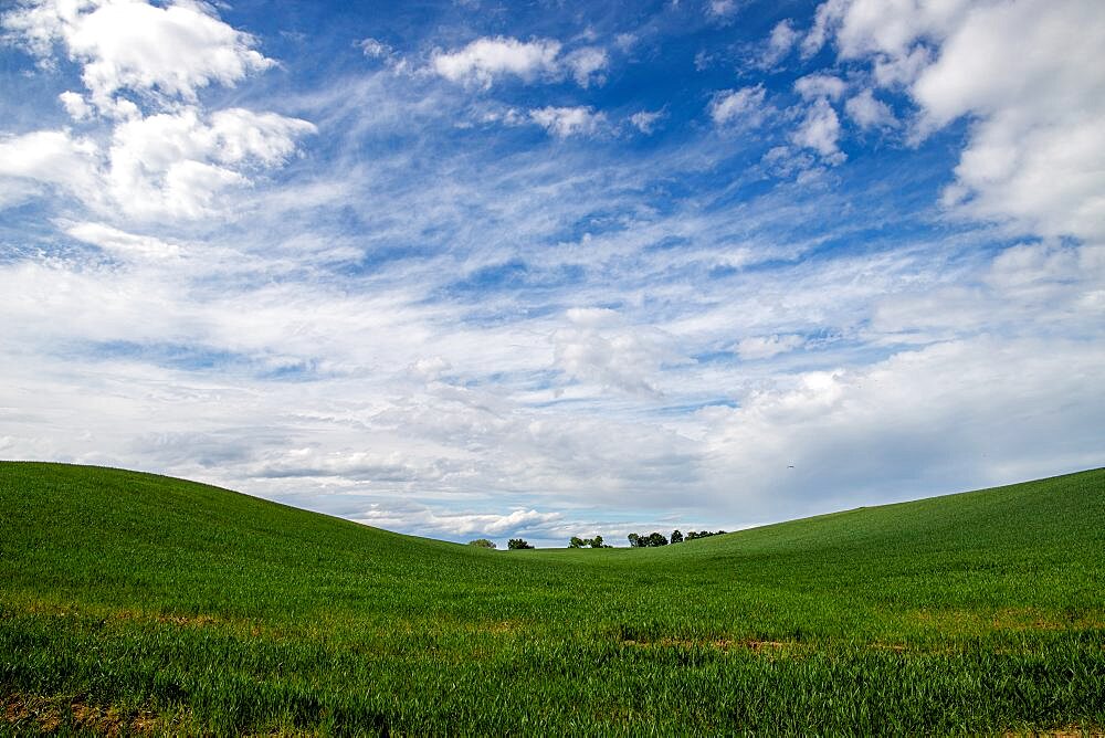 Wheat field at spring near Novara, Novara, Piedmont, Italy