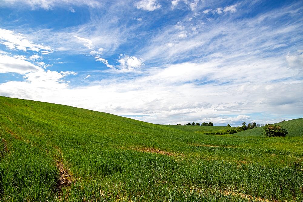 Wheat field at spring near Novara, Novara, Piedmont, Italy