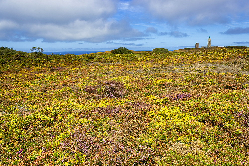 Cap Frehel, Plevenon, Cotes-d'Armor, Brittany, France, Europe