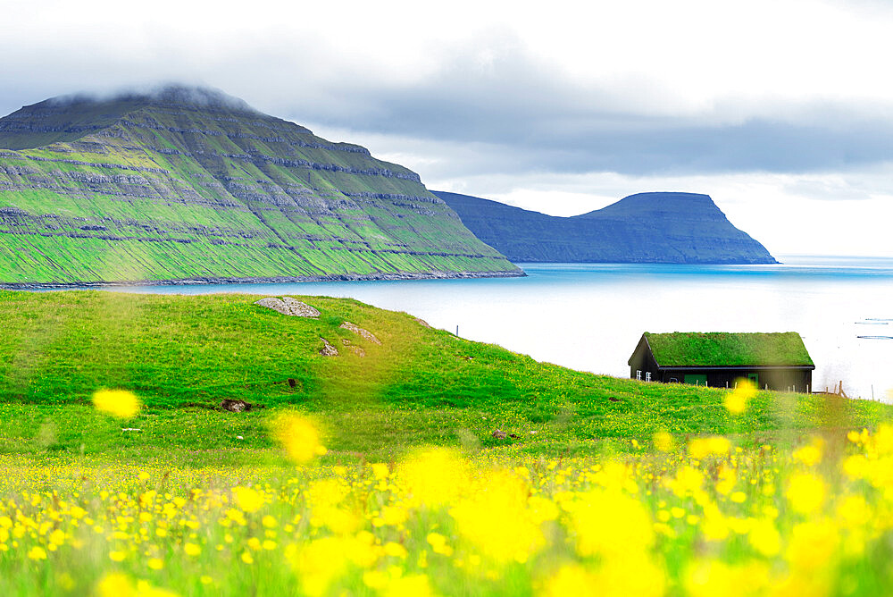 Grass roof house overlooks the fjord and the ocean with yellow flowers, Sydrugota, Eysturoy island, Faroe Islands, Denmark, Europe