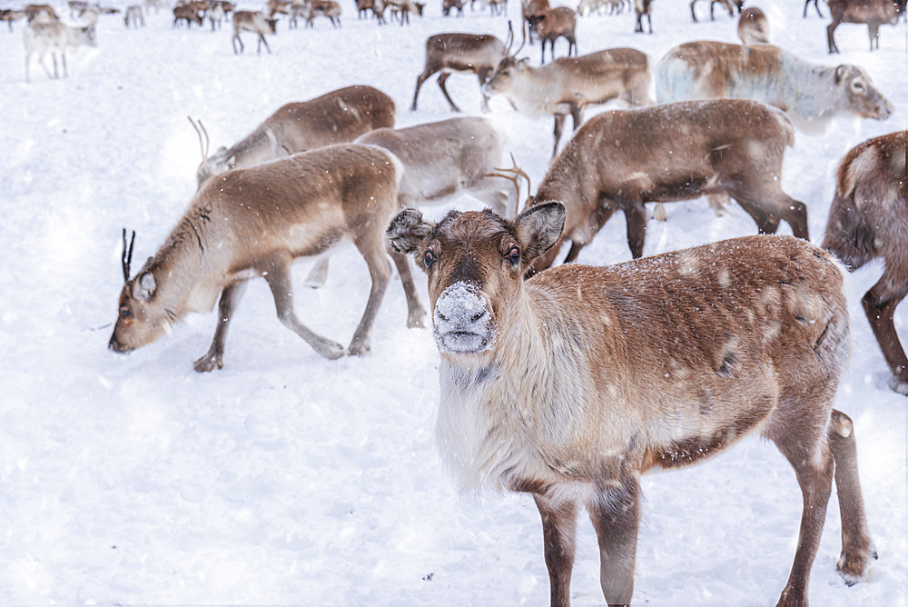 Reindeer in the white landscape under snowfall, Swedish Lapland, Sweden, Scandinavia, Europe