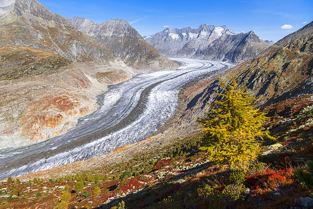 Lone larch tree in autumn colors, Aletsch Glacier, Riederalp, UNESCO World Heritage Site, Valais canton, Switzerland, Europe