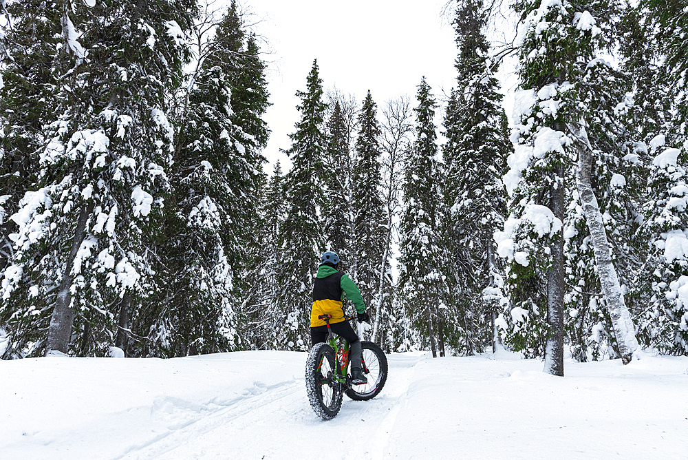 Male tourist with fat bike exploring the winter tracks in the snow covered woods, Finnish Lapland, Akaslompolo, Pallas-Yllastunturi National Park, Kolari, Finnish Lapland, Finland, Europe