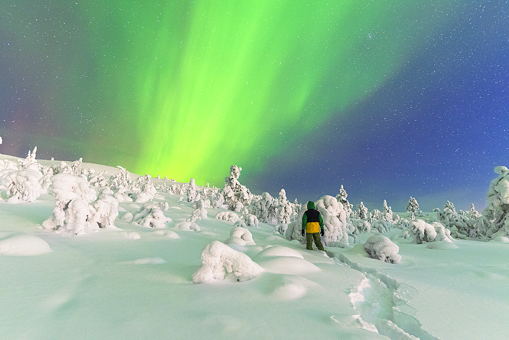 Rear view of a man in the snowy frozen forest watching at the Northern Lights (Aurora Borealis) colouring the sky, Pallas-Yllastunturi National Park, Finnish Lapland, Finland, Europe