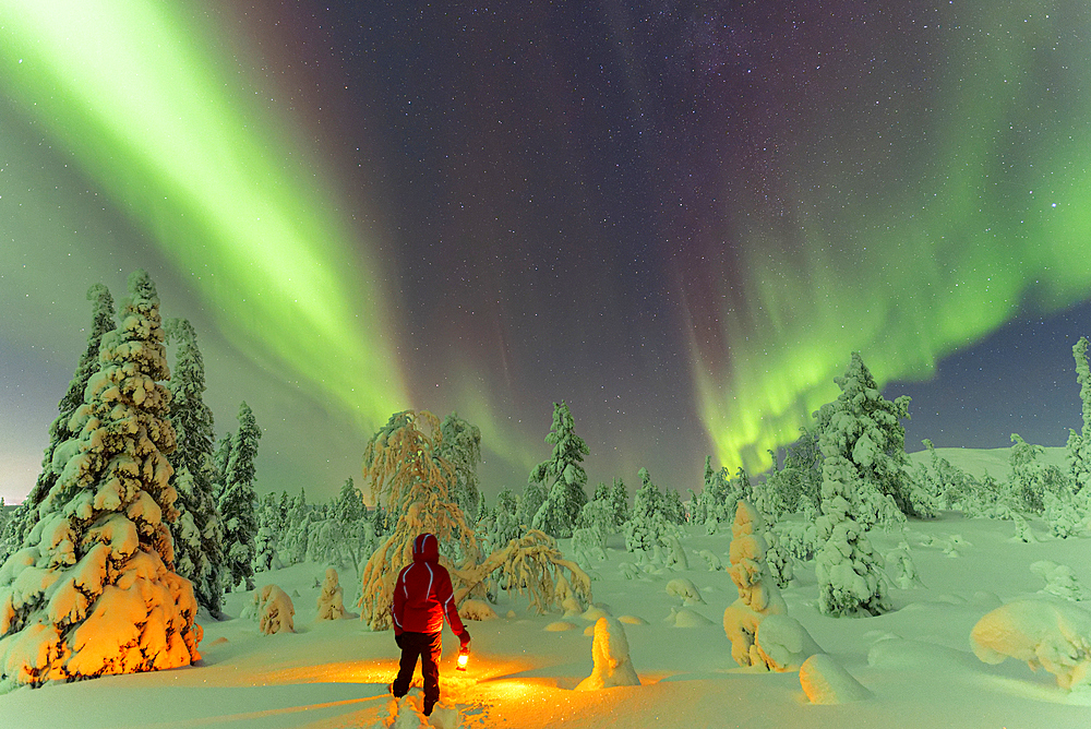 Hiker with lantern standing in the snow in the frozen wood admiring Northern Lights (Aurora Borealis), Pallas-Yllastunturi National Park, Muonio, Lapland, Finland, Europe