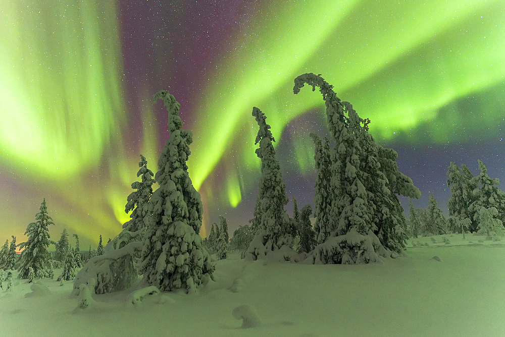 Northern Lights (Aurora Borealis) in a starry night dancing above the snowy forest, Pallas-Yllastunturi National Park, Muonio, Lapland, Finland, Europe