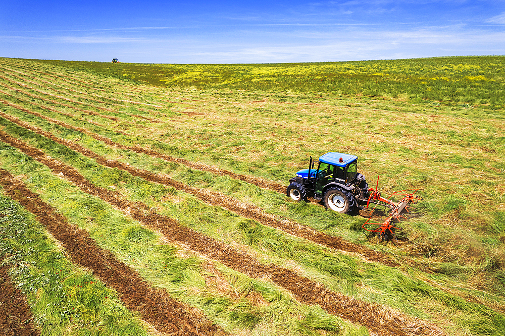 Blue tractor with hay tedder at work on agricultural mowed field, aerial side view, Italy, Europe