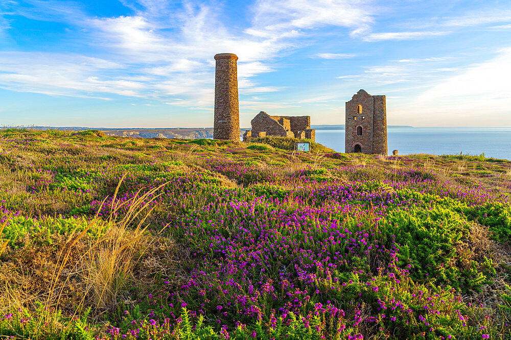 Heather and Wheal Coates, UNESCO World Heritage Site, Cornwall, England, United Kingdom, Europe