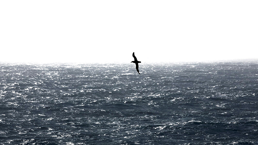 Albatross gliding over the Drake Passage. Southern Ocean below South America. Antarctica