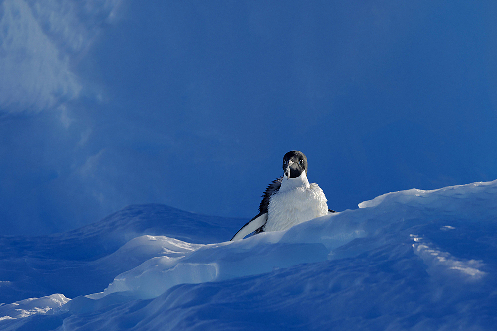 Adelie penguin losing down feathers on ice, Antarctica, Polar Regions