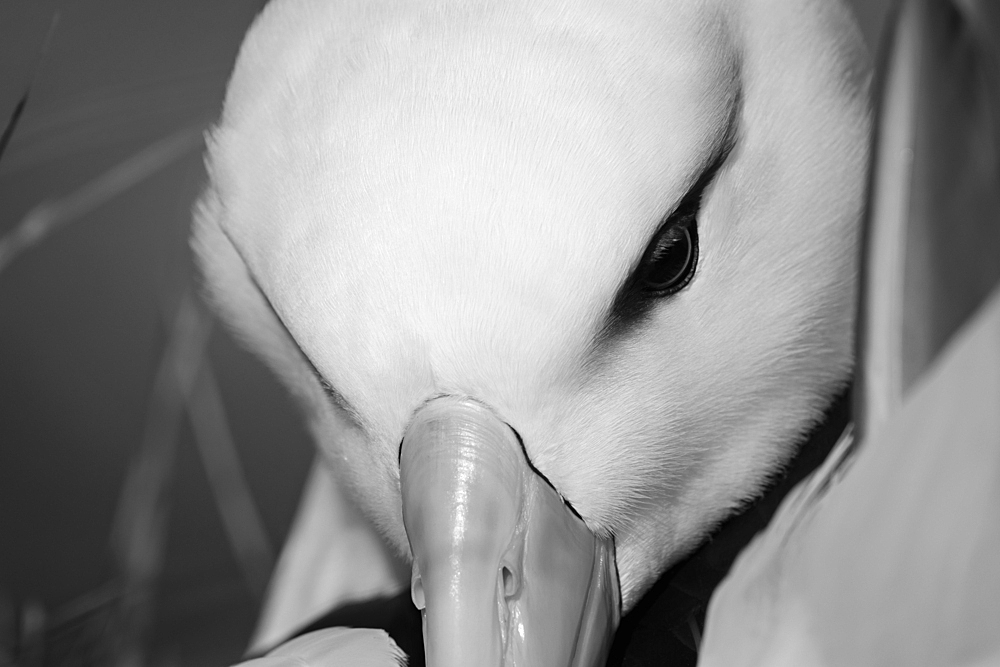 Black browed albatross snuggling in nest, Falkland Islands, South America