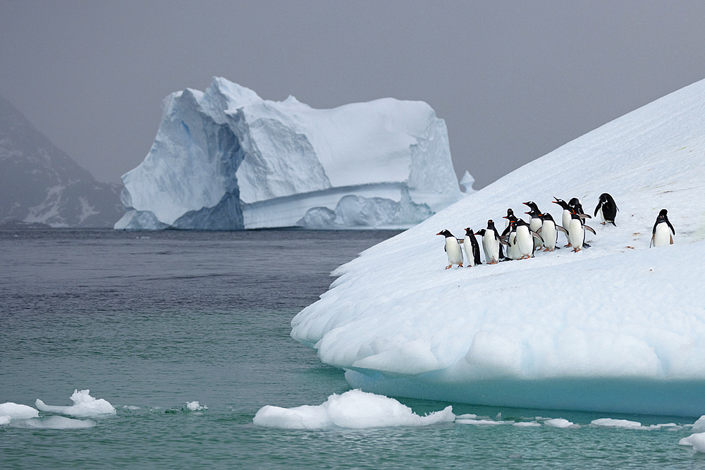 Gentoo penguins on iceberg, Antarctica, Polar Regions