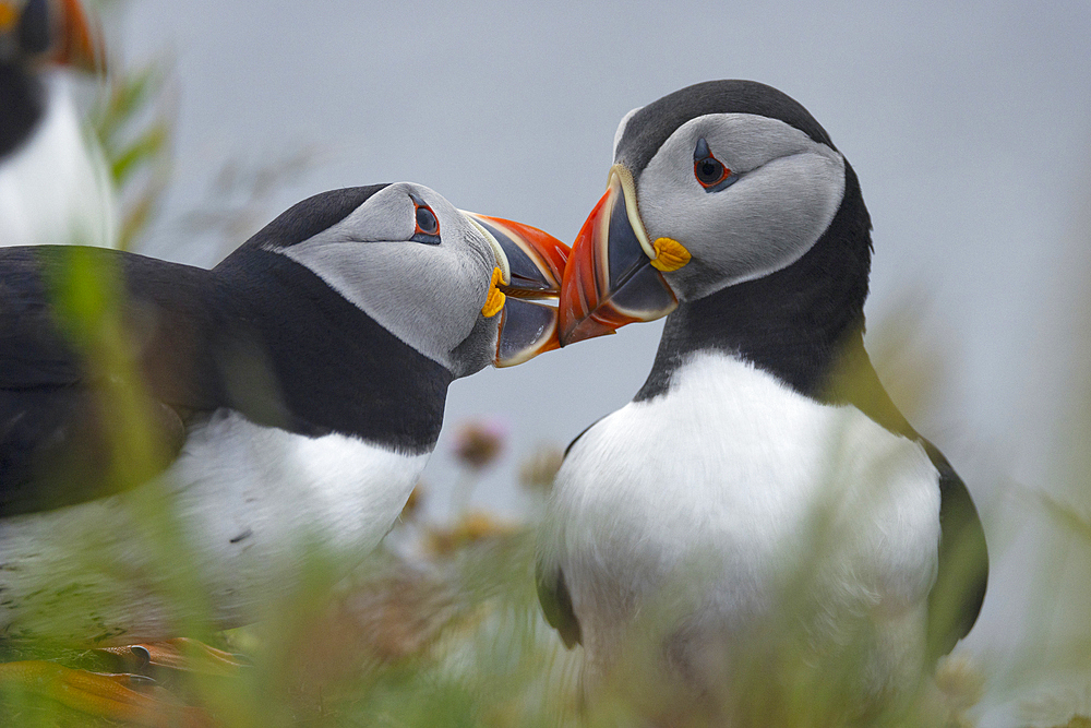 Nesting puffin pair, United Kingdom, Europe