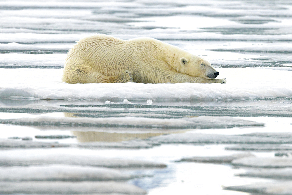 Polar bear laying on ice, Svalbard and Jan Mayen, Norway, Polar Regions