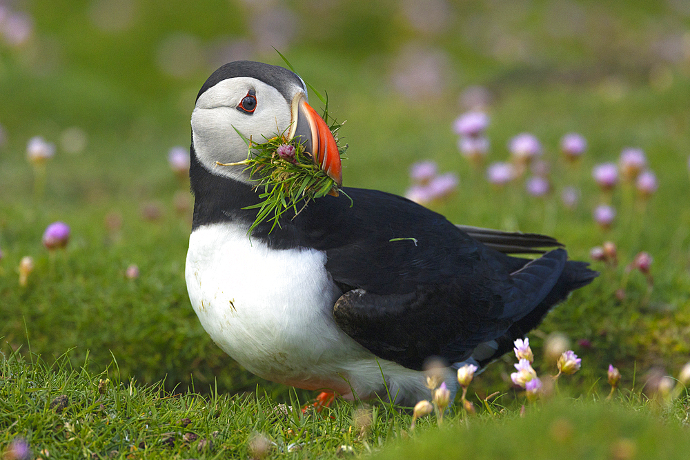 Puffin with beakful of grasses, United Kingdom, Europe