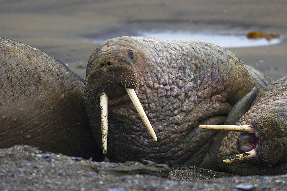 Walrus lying down on a rainy day, Svalbard and Jan Mayen, Norway, Polar Regions