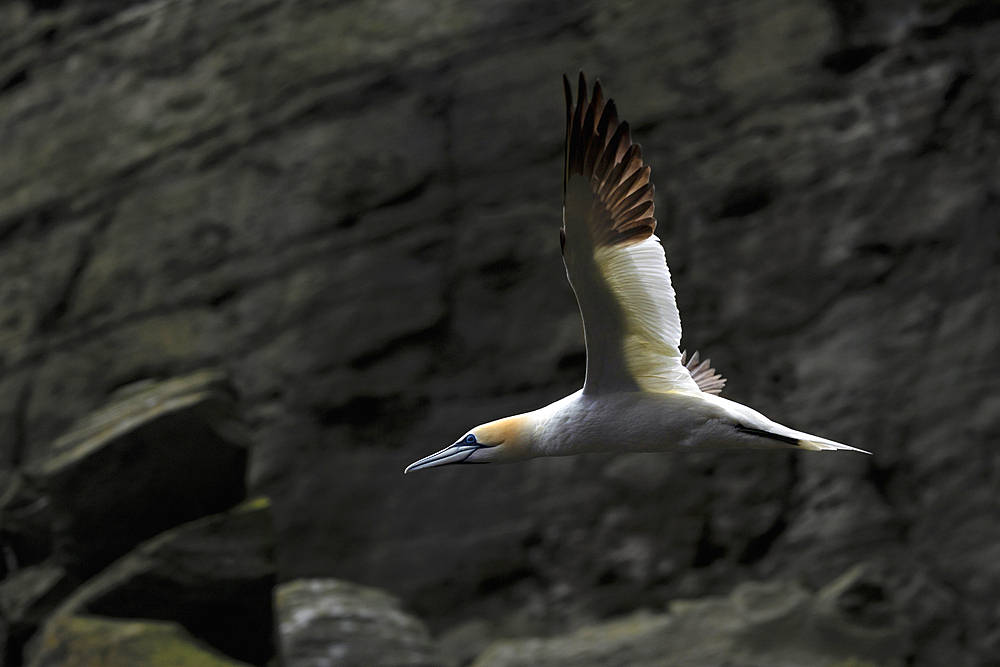 Gannet flying near Noss Island, Shetland, Scotland, United Kingdom, Europe