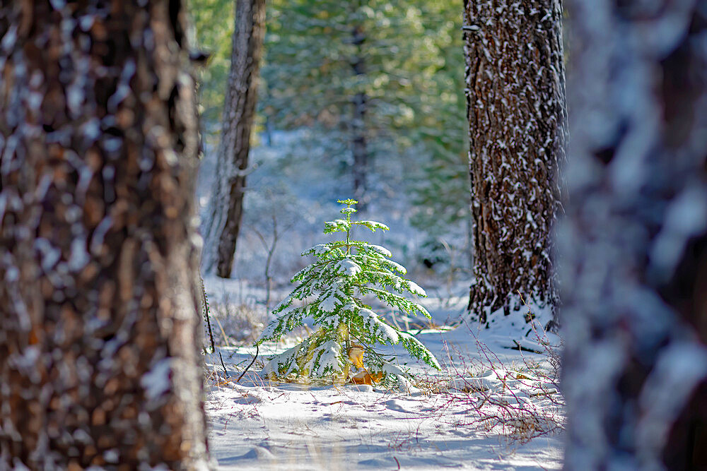 Snow covered conifer tree, Truckee, Lake Tahoe, California, USA