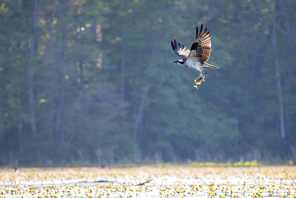 Osprey with Fish