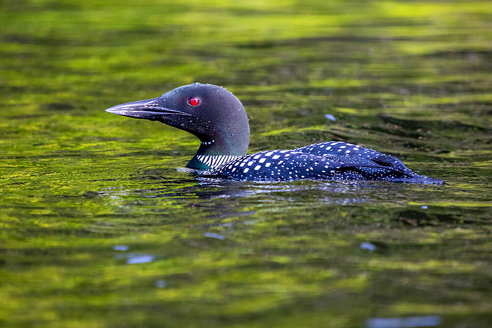 Common Loon