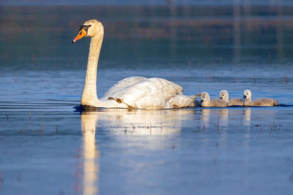 Mute Swan