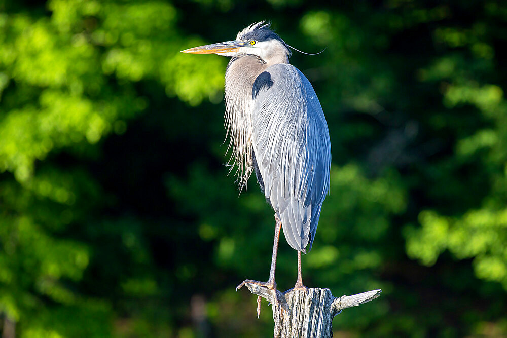 Great Blue Heron