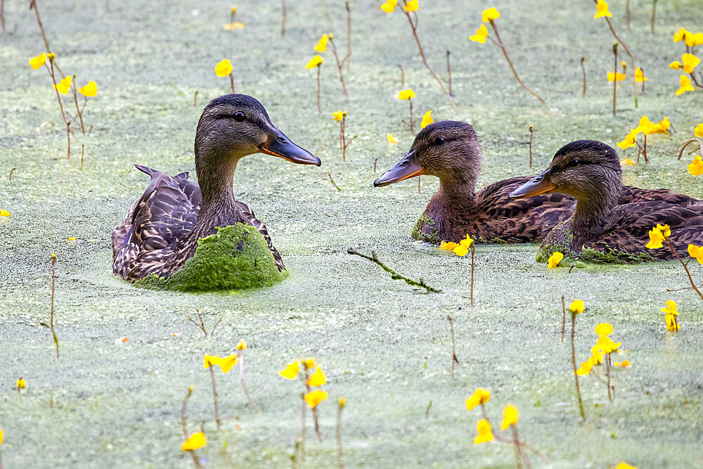 American Black Duck Family