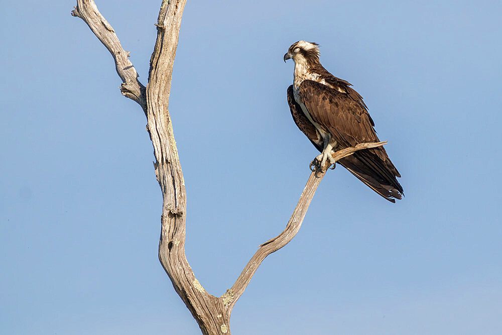 Resting Osprey