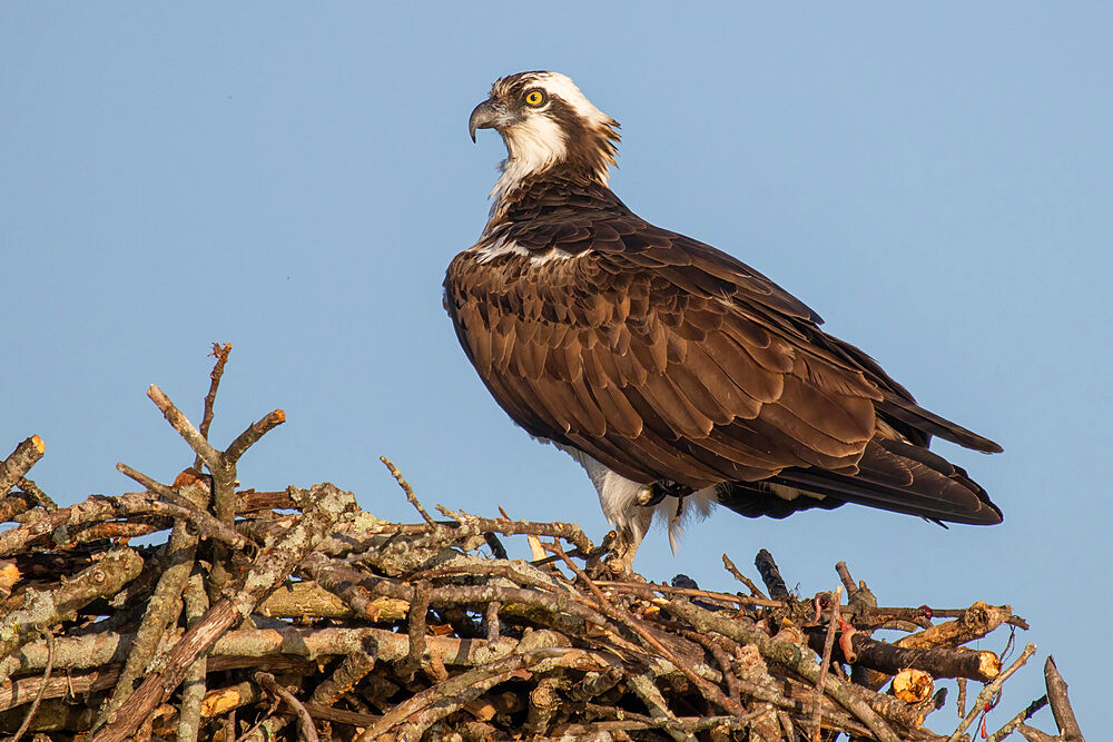 Osprey on Nest