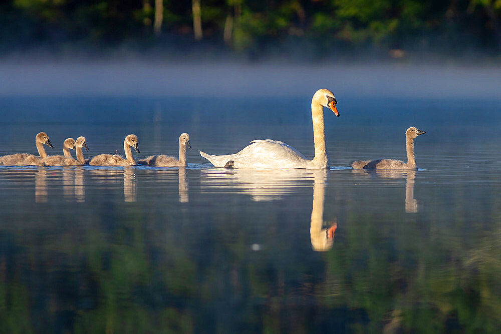 Mute Swan Family