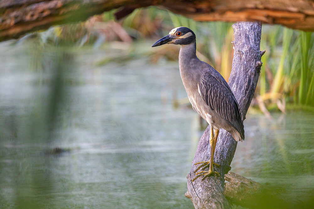 Yellow-crowned Night-heron at dawn