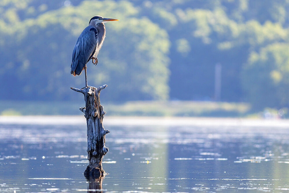 Great Blue Heron at the Pond