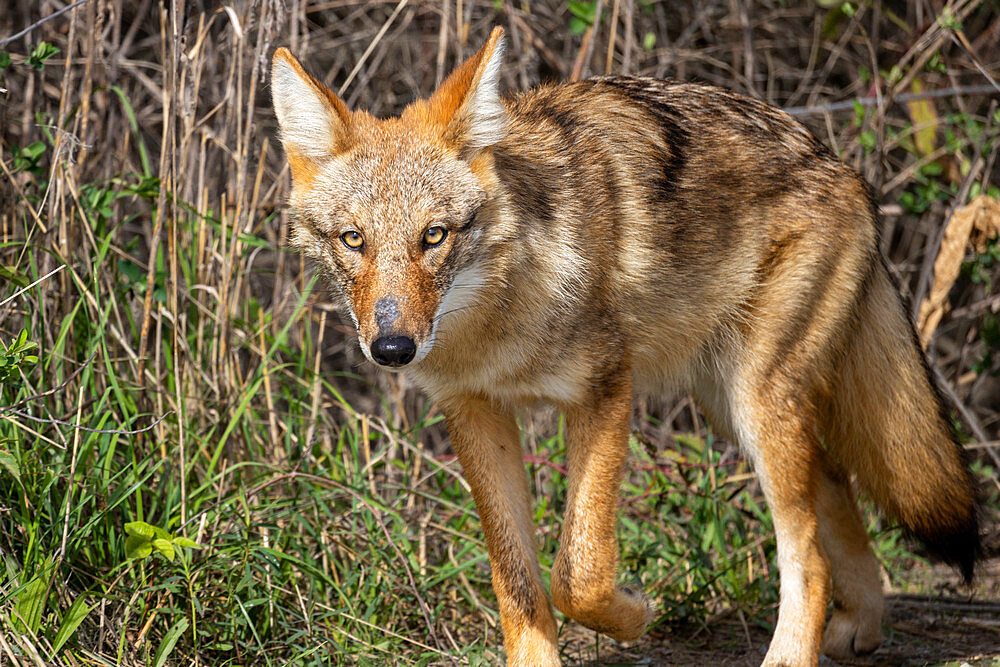 Wild Coyote