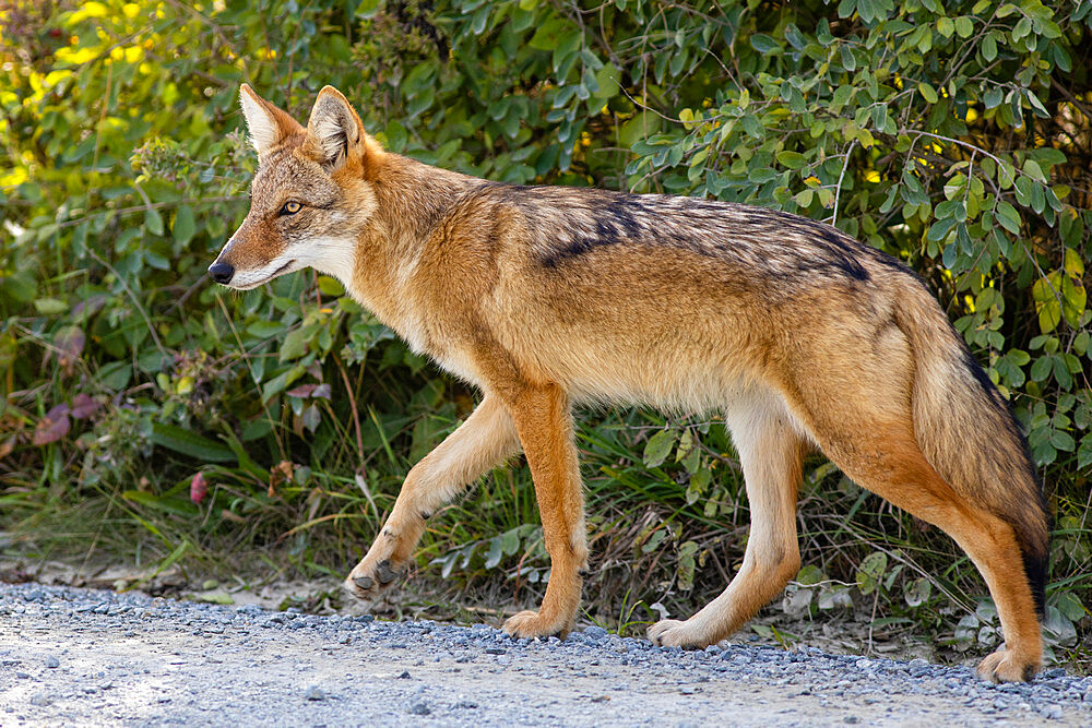 Wild Coyote