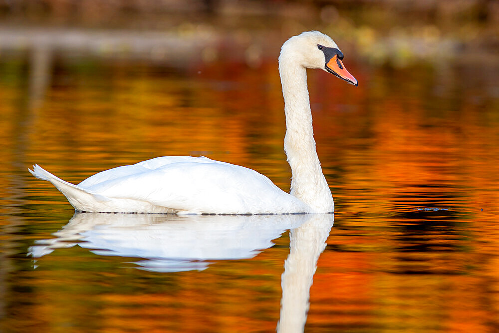 Mute Swan in Autumn