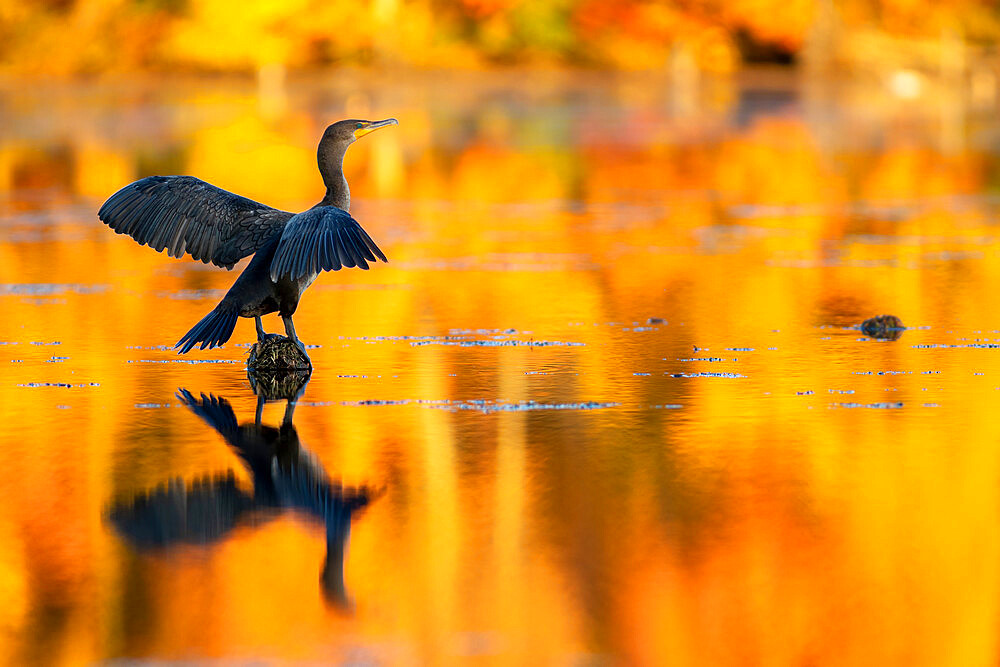 Double-crested Cormorant in Autumn Glow