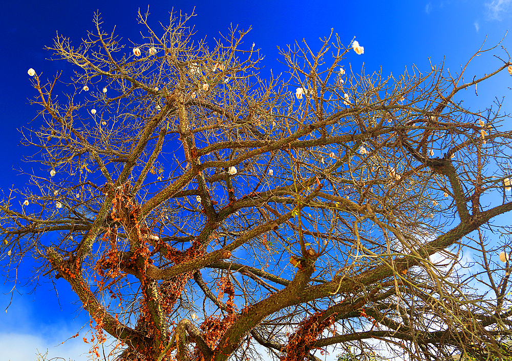Tree, Funchal, Madeira
