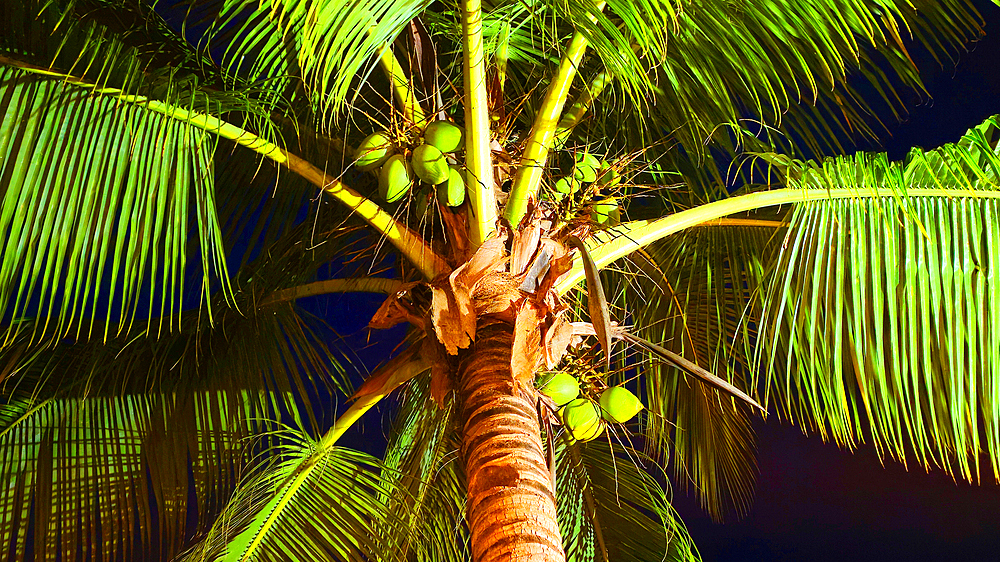 Palm trees, near Nadi, Viti Levu, Fiji, South Pacific